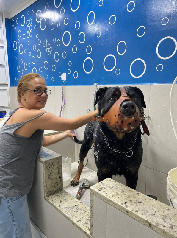 Banho de Cachorro Valor Recreio - Banho e Tosa Poodle