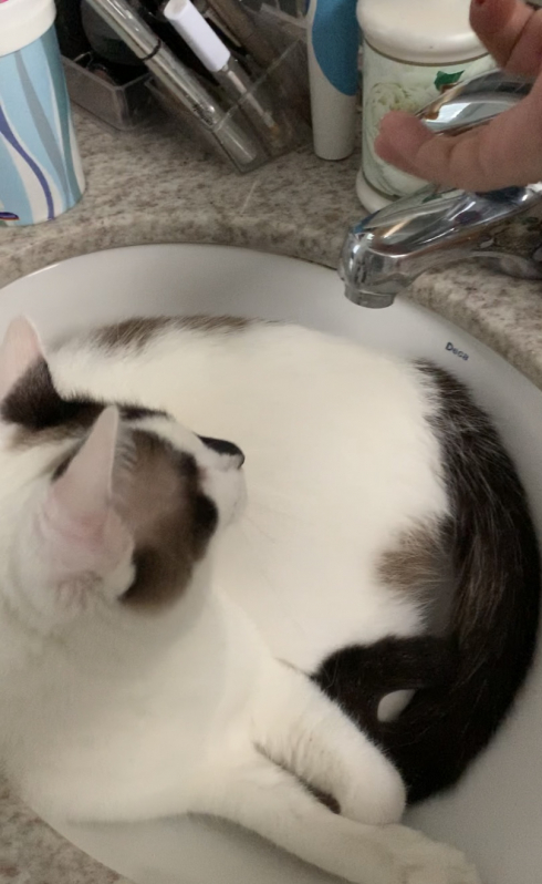 Banho e Tosa de Gato Preço Queimados - Banho e Tosa de Gato