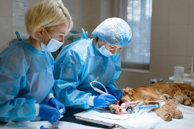 Cirurgia Castração Animal Agendar Caju - Cirurgia de Pequenos Animais