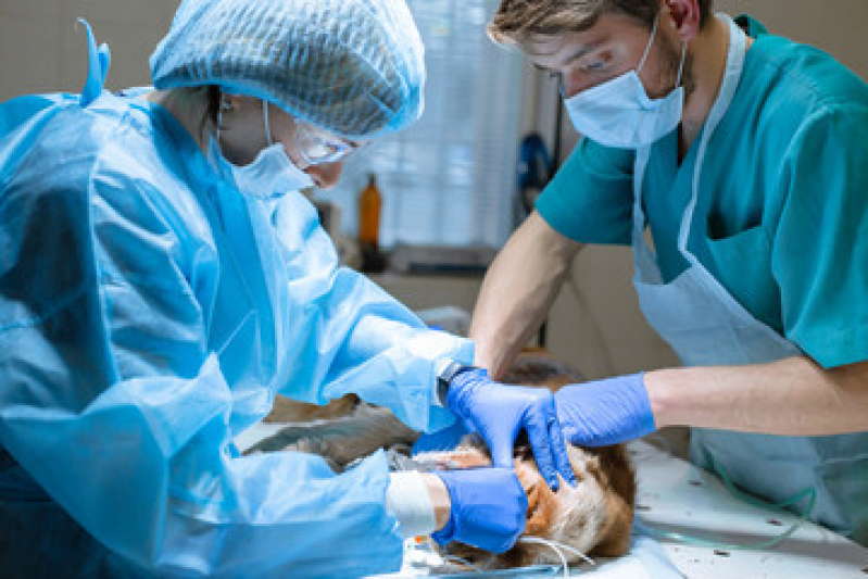 Cirurgia de Castração de Pequenos Animais Agendar Rio das Ostras - Cirurgia em Animais