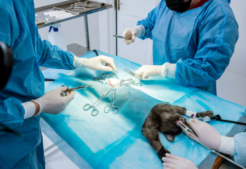 Cirurgia de Hérnia em Cães Agendar Bairro Imperial de São Cristóvão - Cirurgia de Castração de Pequenos Animais