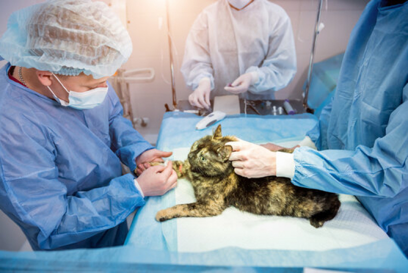 Cirurgia de Hérnia em Cães Catete - Cirurgia Veterinária Básica