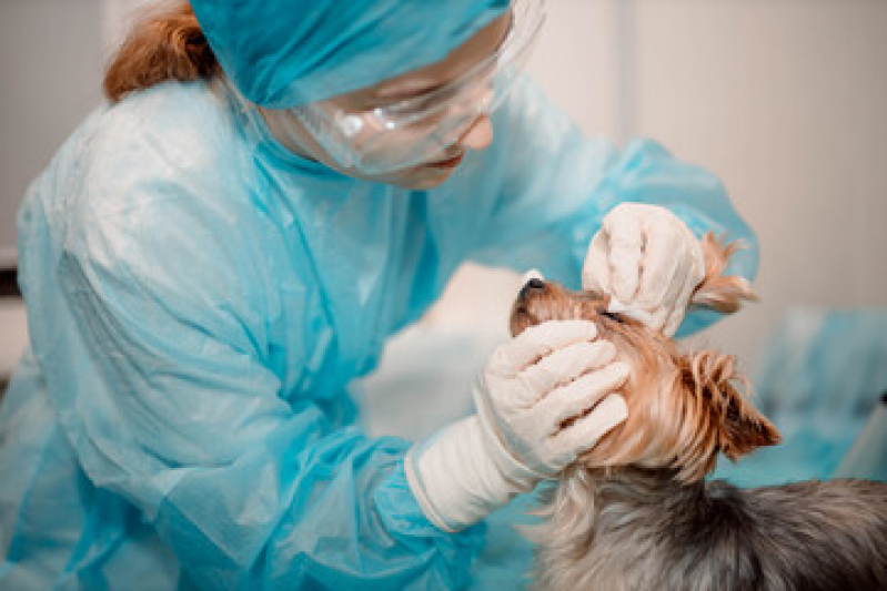Cirurgia de Pequenos Animais São João de Meriti - Cirurgia de Hérnia em Animais