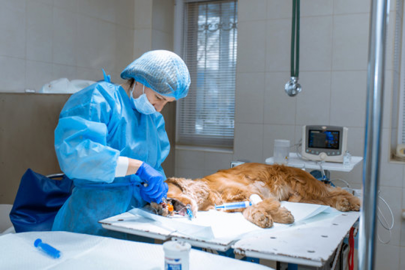 Cirurgia Geral Veterinária Agendar Ipanema - Cirurgia de Pequenos Animais