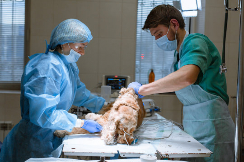 Cirurgia Geral Veterinária Santo Cristo - Cirurgia em Animais