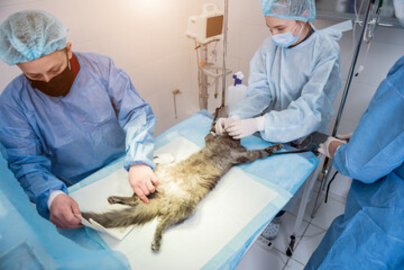 Cirurgia Intestinal Veterinária Agendar Gávea - Cirurgia de Castração de Pequenos Animais