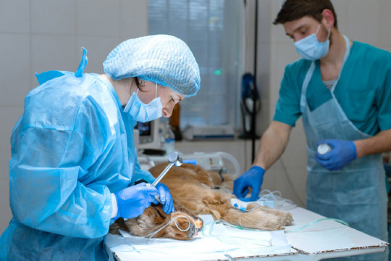 Cirurgia Ortopédica Animal Agendar Nilópolis - Cirurgia de Hérnia em Animais