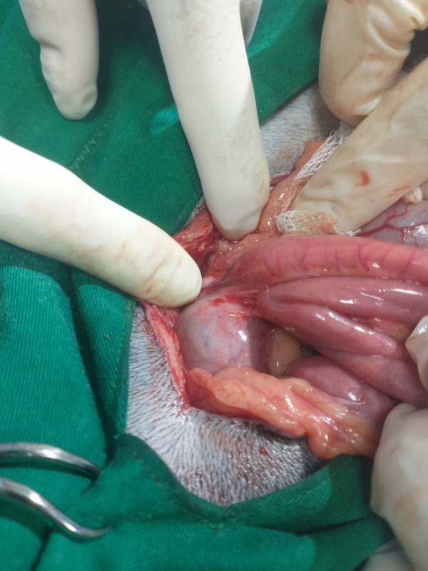 Cirurgia Veterinária Ortopedia Agendar Recreio - Cirurgia de Castração de Pequenos Animais