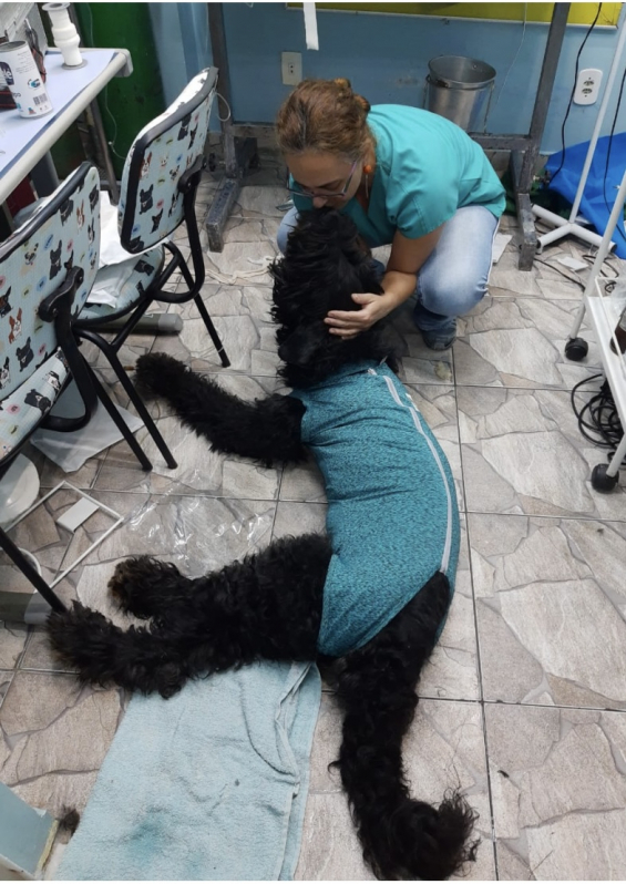 Cirurgias Abdominais Veterinárias Agendar Gamboa - Cirurgia de Pequenos Animais