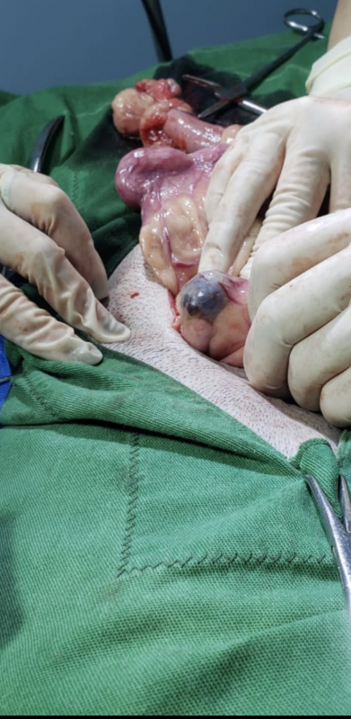 Cirurgias Abdominais Veterinárias Tijuca - Cirurgia de Pequenos Animais