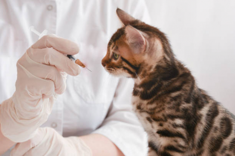 Clínica para Vacina contra Felv e Fiv Gamboa - Vacina para Gatos Fiv e Felv