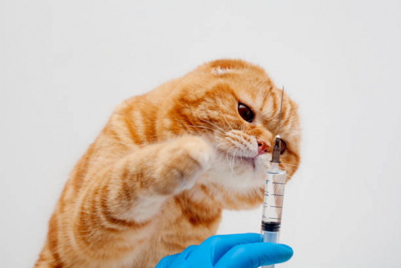 Clínica para Vacina contra Raiva Felina Nilópolis - Vacina Fiv Felv para Gato