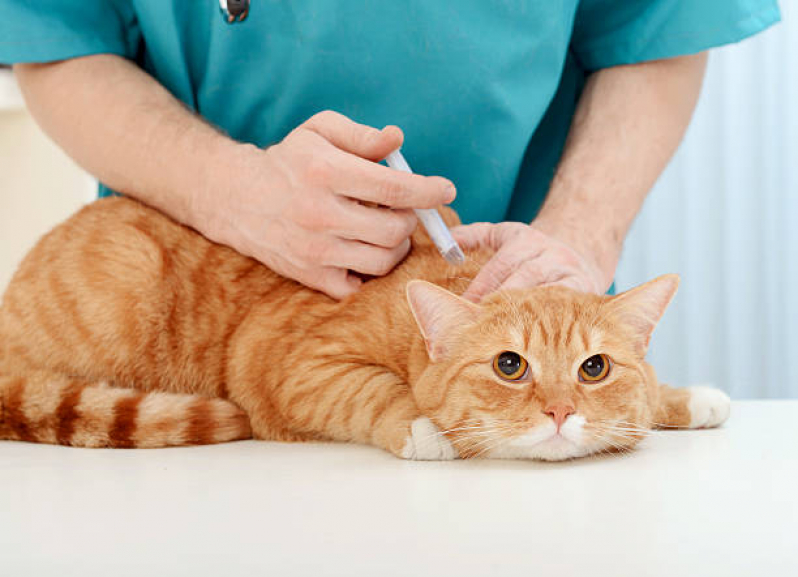 Clínica para Vacina Fiv Felv para Gato Catete - Vacina para Raiva Felina