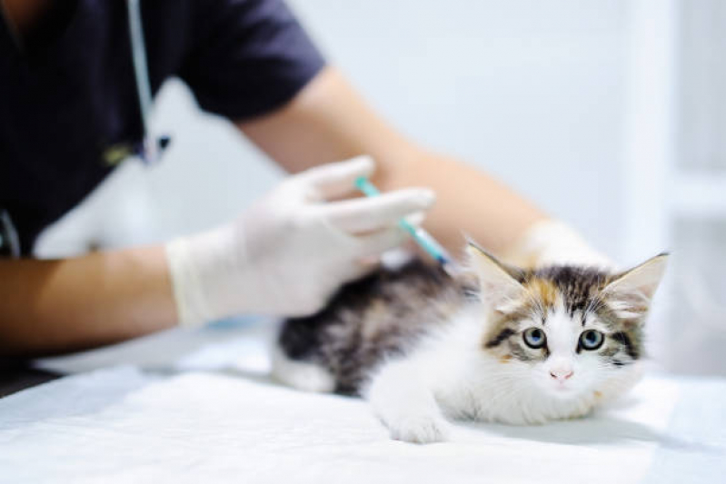 Clínica para Vacina Gato Fiv Felv Ipanema - Vacina para Raiva Felina