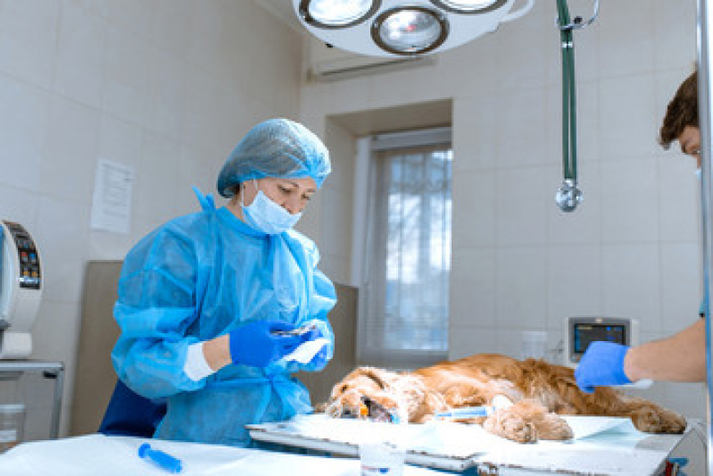 Clínica Que Faz Cirurgia de Castração de Pequenos Animais Rio de Janeiro - Cirurgia em Animais Flamengo