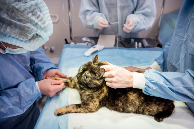 Clínica Que Faz Cirurgia de Hérnia em Cães Cabo Frio - Cirurgia de Castração de Pequenos Animais