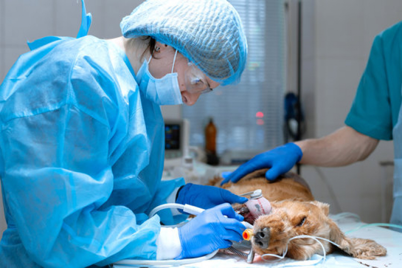 Clínica Que Faz Cirurgia Geral Veterinária Mangueira - Cirurgia em Animais