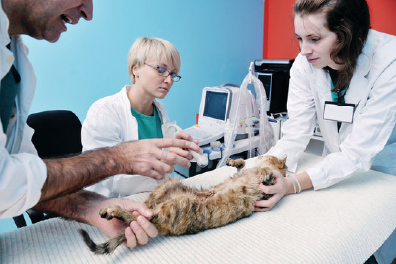 Clínica Que Faz Cirurgia Intestinal Veterinária Lapa - Cirurgia em Animais