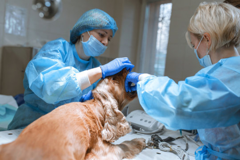 Clínica Que Faz Cirurgia Ortopédica Animal Barra do Piraí - Cirurgia de Hérnia em Animais