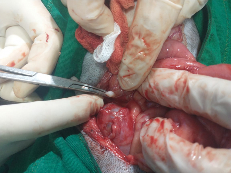 Clínica Que Faz Cirurgia Veterinária Ortopedia Lapa - Cirurgia em Animais Flamengo