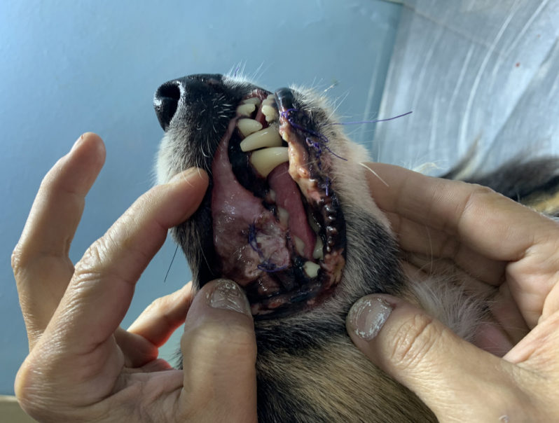 Clínica Que Faz Cirurgias Bucais Veterinárias Maricá - Cirurgia em Animais