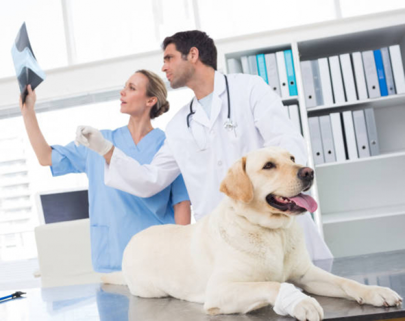Exames Laboratoriais para Animais Catumbi - Ecocardiograma Veterinário