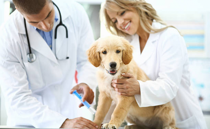 Onde Faz Aplicação de Vacina da Raiva Cachorro Cidade Nova - Vacina V10 para Cachorro