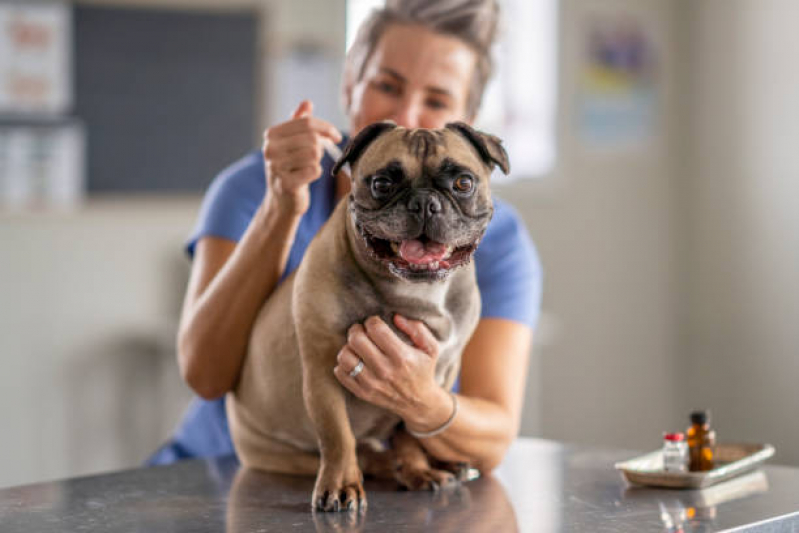 Onde Faz Aplicação de Vacina de Filhote de Cachorro Jardim Botânico - Vacina contra Leishmaniose Canina
