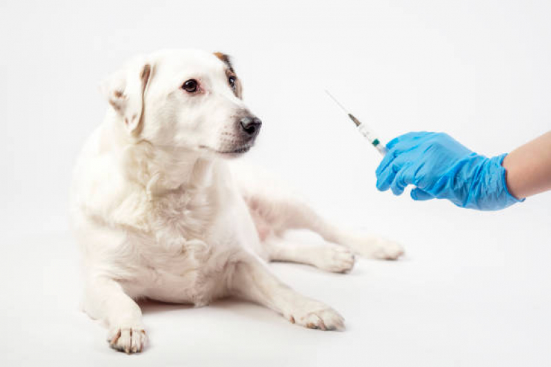 Onde Faz Aplicação de Vacina de Raiva Cachorro Leblon - Vacina contra Leishmaniose Canina