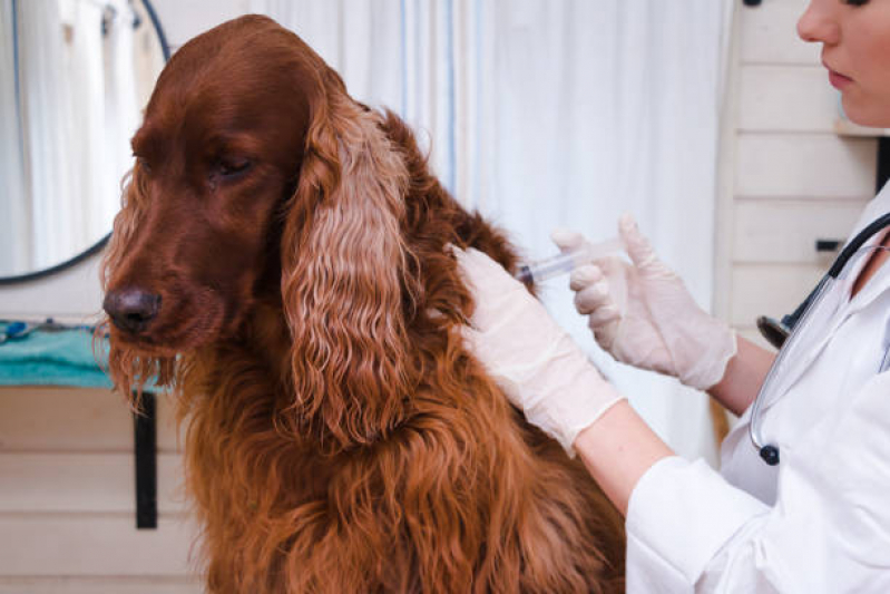 Onde Faz Aplicação de Vacina em Cachorro Duque de Caxias - Vacina contra Leishmaniose Canina