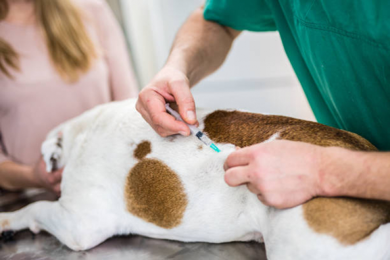 Onde Faz Aplicação de Vacina em Filhote de Cachorro Recreio - Vacina contra Leishmaniose Canina