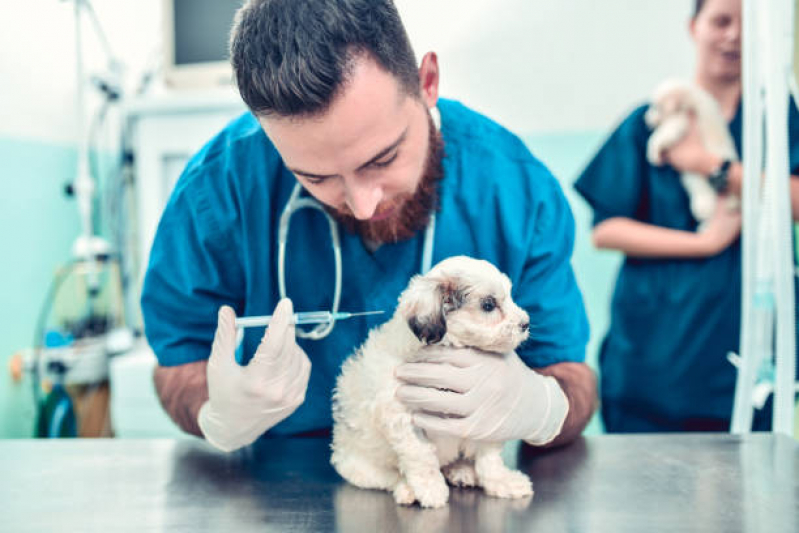 Onde Faz Aplicação de Vacina para Cachorro V10 Santa Teresa - Vacina em Filhote de Cachorro