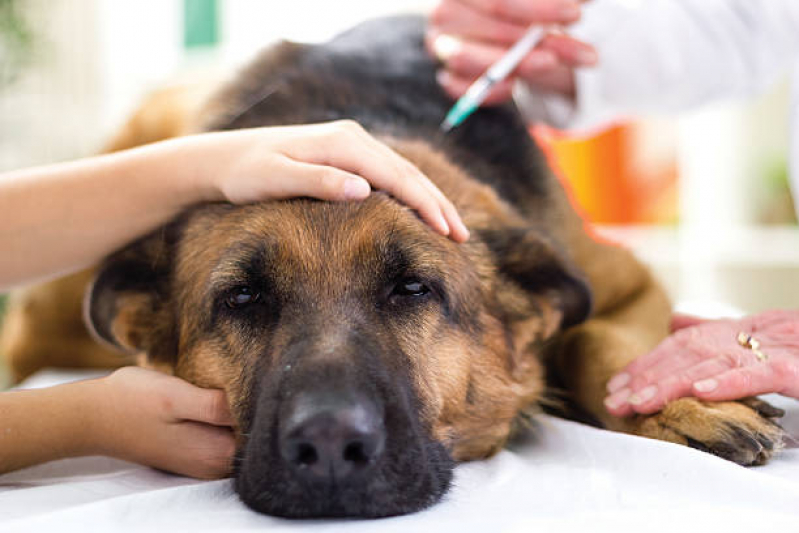 Onde Faz Aplicação de Vacina V10 para Cachorro Jardim Botânico - Vacina contra Leishmaniose Canina