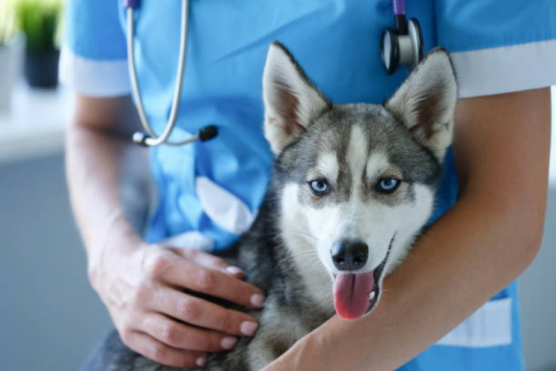 Onde Faz Aplicação de Vacina V8 Cachorro São Gonçalo - Vacina em Filhote de Cachorro