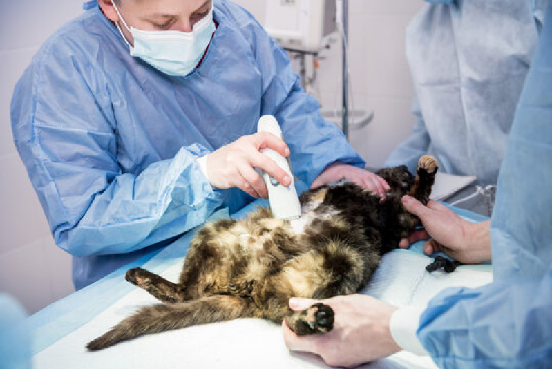 Onde Fazer Cirurgia de Hérnia em Cães Rocinha - Cirurgia em Animais