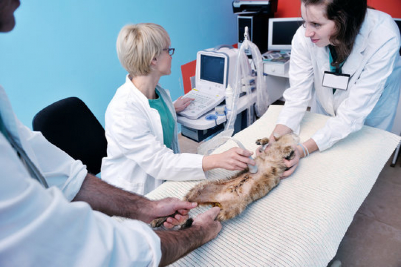 Onde Fazer Cirurgia de Pequenos Animais Gamboa - Cirurgia de Hérnia em Animais