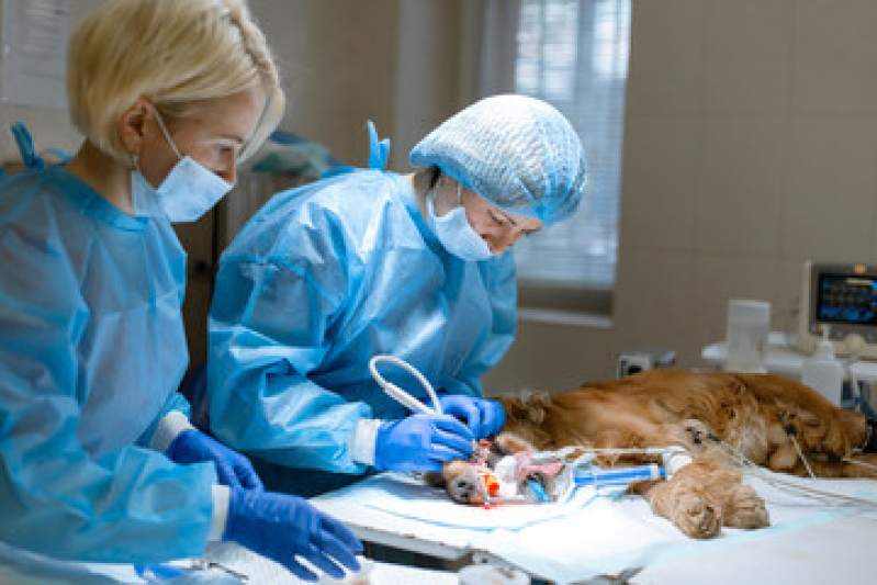 Onde Fazer Cirurgia em Animais Vidigal - Cirurgia Veterinária com Anestesia Inalatória