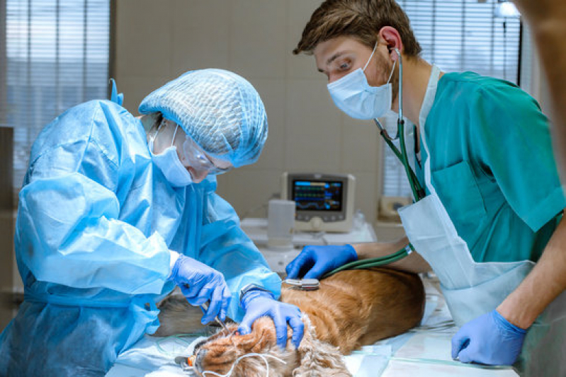 Onde Fazer Cirurgia Geral Veterinária Macaé - Cirurgia em Animais
