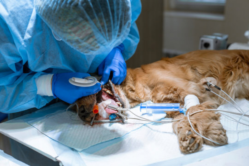 Onde Fazer Cirurgia Ortopédica Animal Cosme Velho - Cirurgia em Animais