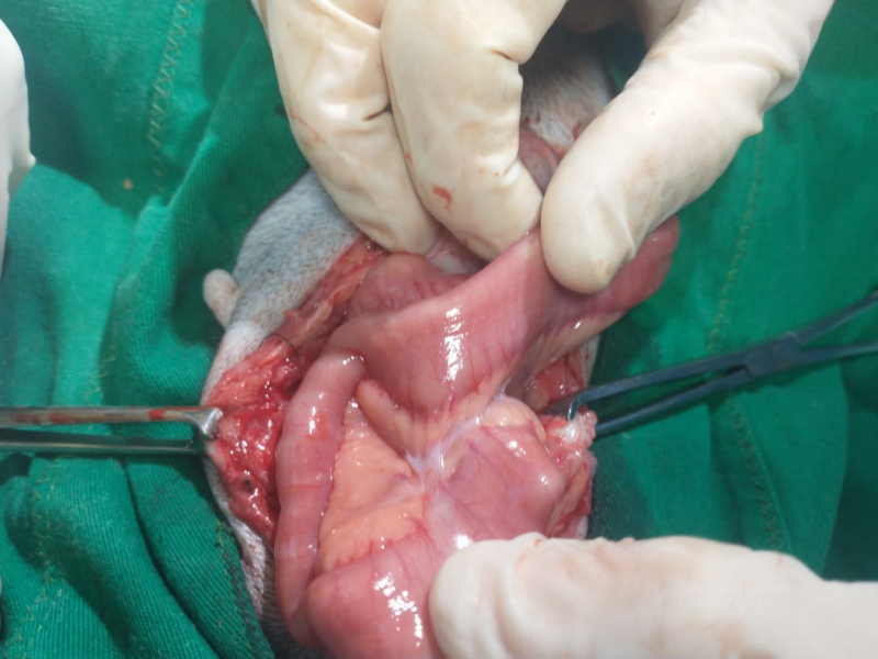 Onde Fazer Cirurgia Veterinária Ortopedia São Gonçalo - Cirurgia em Animais Catete