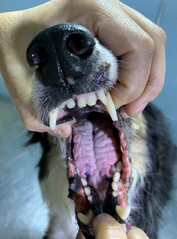 Onde Fazer Cirurgias Bucais Veterinárias Botafogo - Cirurgia em Animais Catete