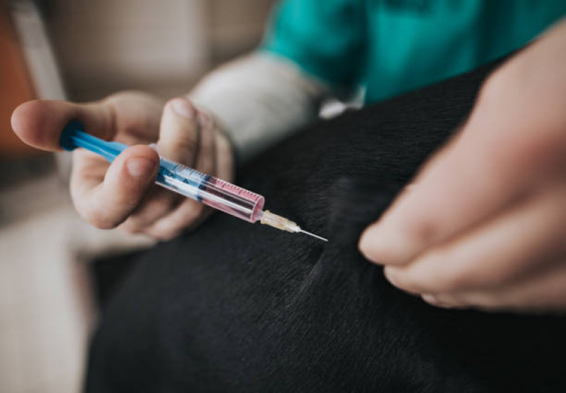 Primeira Vacina em Filhote de Cachorro Mangueira - Vacina V10 para Cachorro