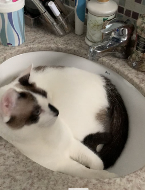 Serviço de Banho e Tosa de Gato São Gonçalo - Banho e Tosa Bebe