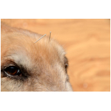 acupuntura de cachorro marcar Catete