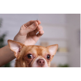acupuntura em cachorro marcar Paquetá