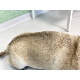 acupuntura em cachorros com cinomose Flamengo
