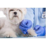 acupuntura em cães com hérnia de disco marcar Vidigal