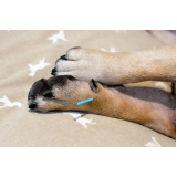 acupuntura em cães com hérnia de disco Mangueira
