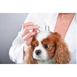 acupuntura em cães e gatos marcar Gamboa