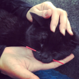 acupuntura em gato com cinomose preço Volta Redonda
